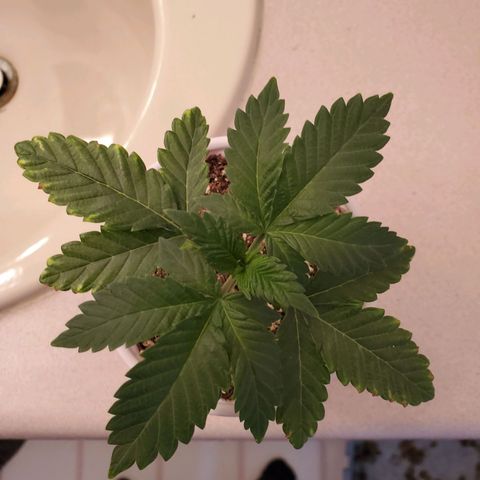 Mystery Mary  growlog timeline photo