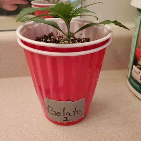Gelato #1  growlog timeline photo