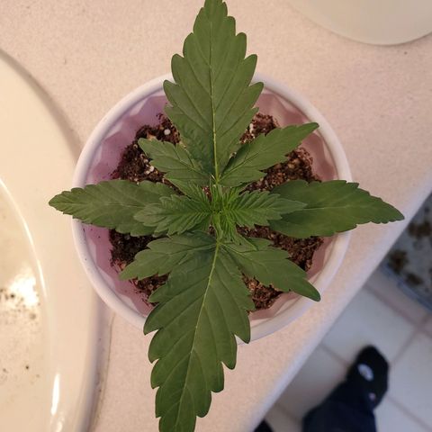 Gelato #1  growlog timeline photo