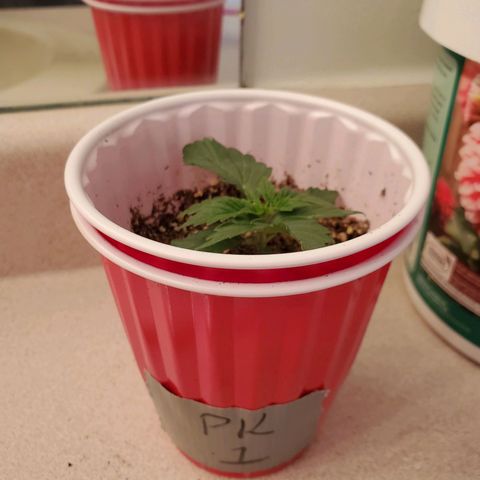 Purple Kush #1 growlog timeline photo