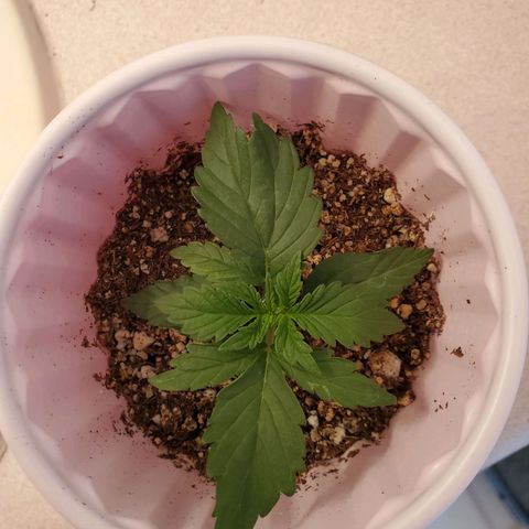 Purple Kush #1 growlog timeline photo