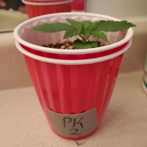 Purple Kush #2 growlog timeline photo