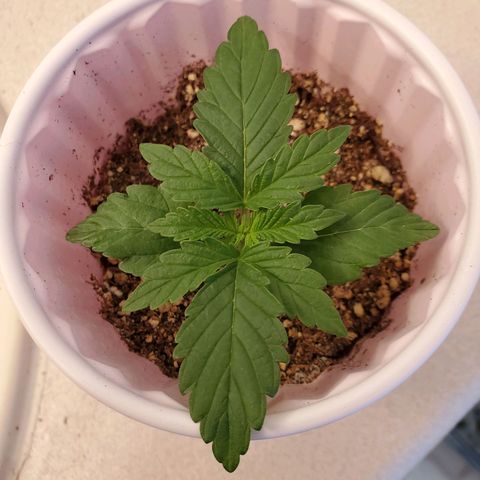 Purple Kush #2 growlog timeline photo