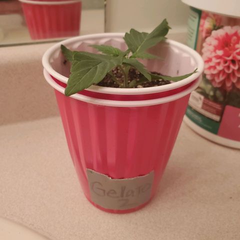 Gelato #2 growlog timeline photo