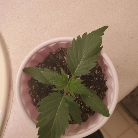 Gelato #2 growlog timeline photo
