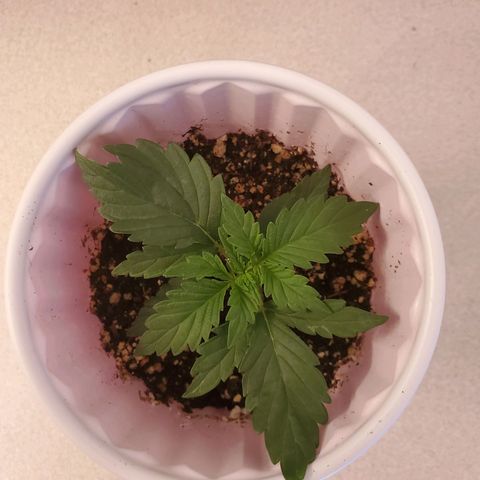 Purple Kush #1 growlog timeline photo