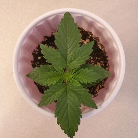 Purple Kush #2 growlog timeline photo