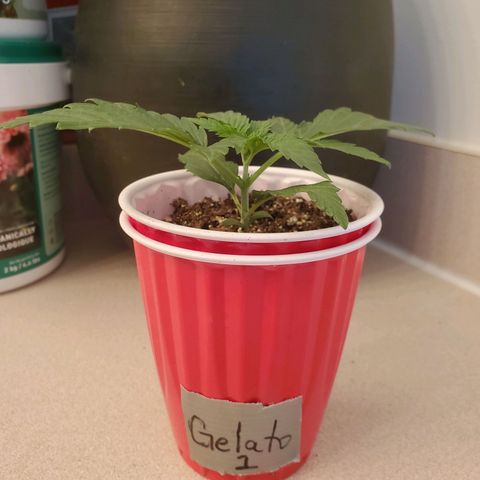Gelato #1  growlog timeline photo