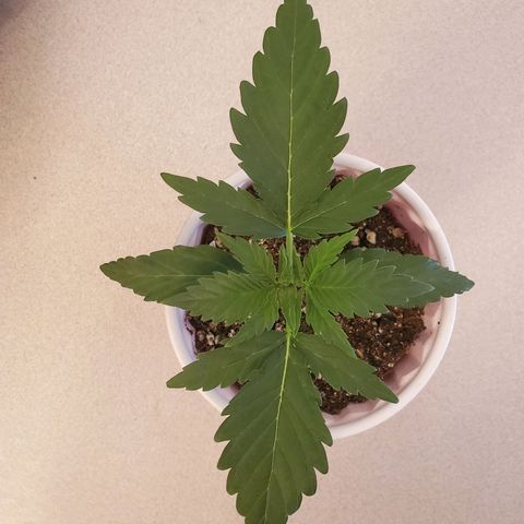 Gelato #1  growlog timeline photo