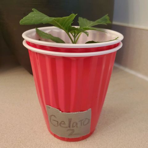 Gelato #2 growlog timeline photo