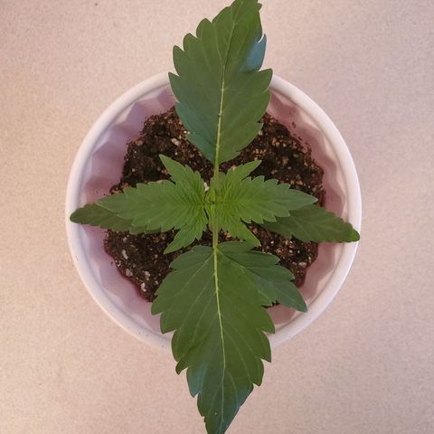 Gelato #2 growlog timeline photo