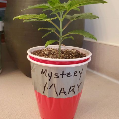 Mystery Mary  growlog timeline photo
