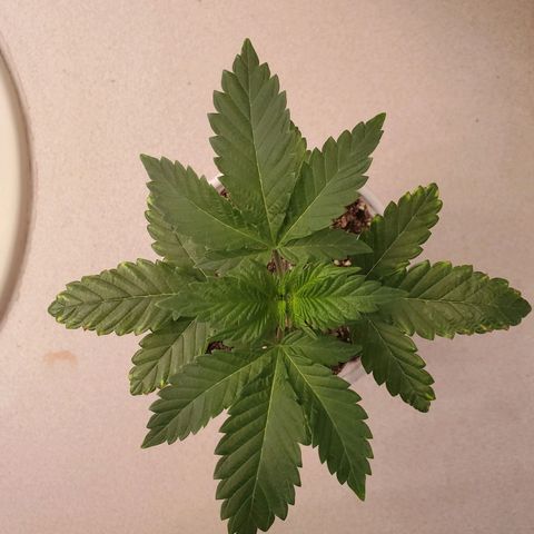 Mystery Mary  growlog timeline photo