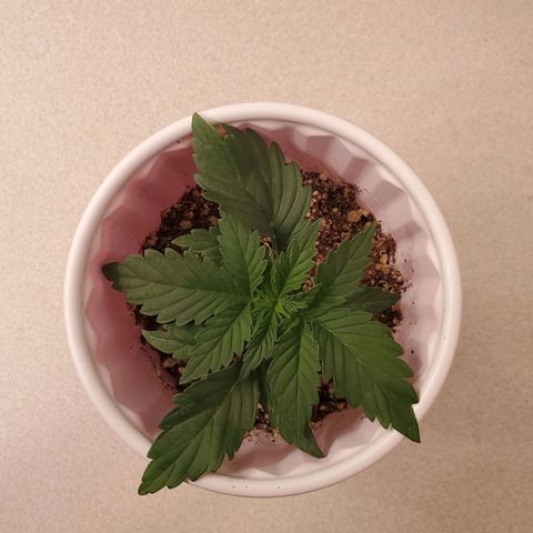 Purple Kush #1 growlog timeline photo