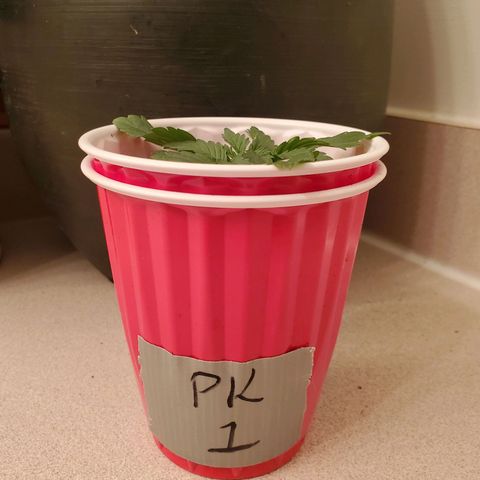 Purple Kush #1 growlog timeline photo