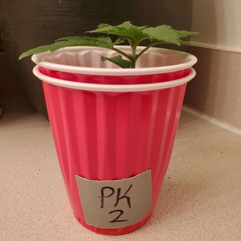 Purple Kush #2 growlog timeline photo