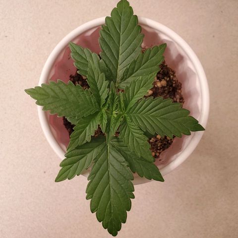Purple Kush #2 growlog timeline photo