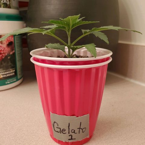 Gelato #1  growlog timeline photo