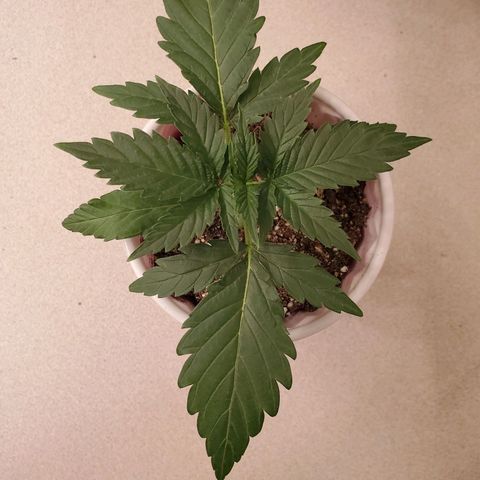 Gelato #1  growlog timeline photo