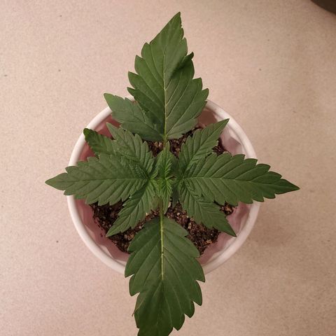 Gelato #2 growlog timeline photo