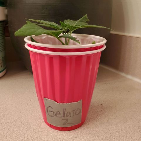 Gelato #2 growlog timeline photo