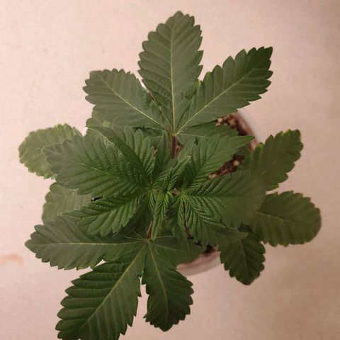 Mystery Mary  growlog timeline photo