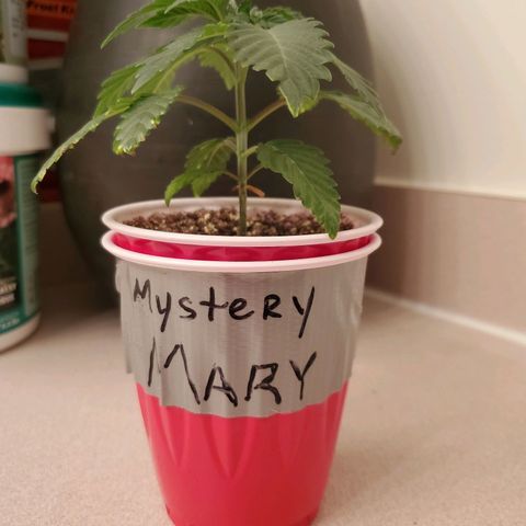 Mystery Mary  growlog timeline photo
