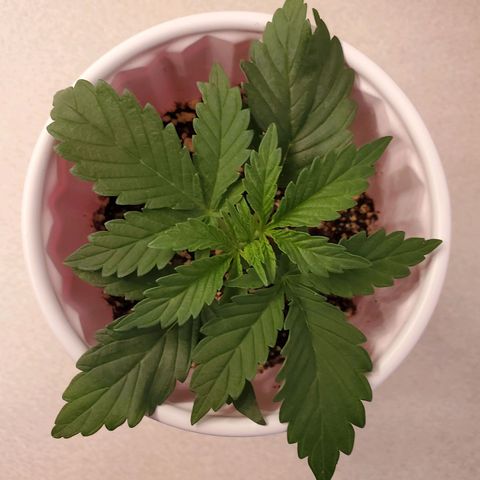 Purple Kush #1 growlog timeline photo