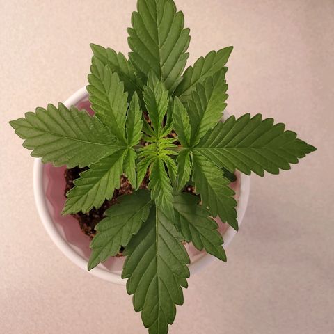 Purple Kush #2 growlog timeline photo