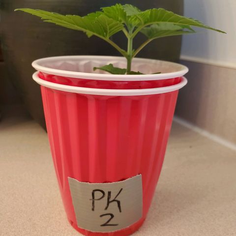 Purple Kush #2 growlog timeline photo