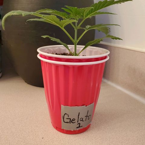 Gelato #1  growlog timeline photo