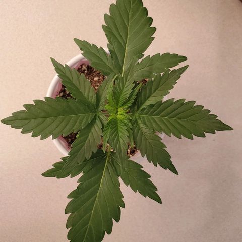 Gelato #1  growlog timeline photo