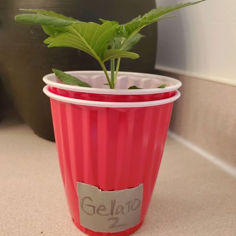 Gelato #2 growlog timeline photo