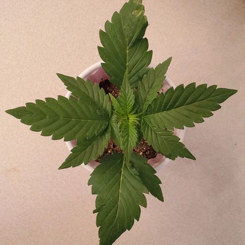 Gelato #2 growlog timeline photo