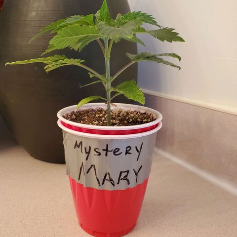 Mystery Mary  growlog timeline photo