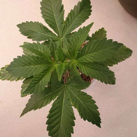 Mystery Mary  growlog timeline photo