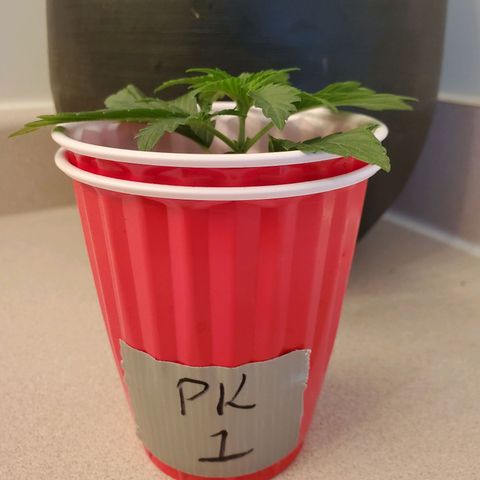Purple Kush #1 growlog timeline photo