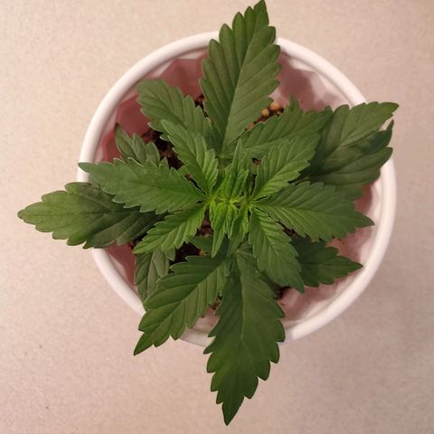 Purple Kush #1 growlog timeline photo