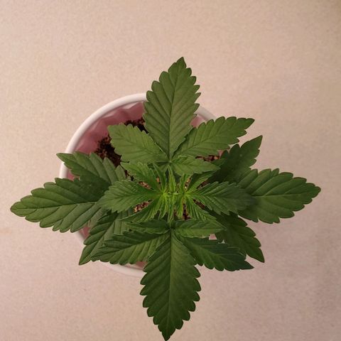 Purple Kush #2 growlog timeline photo