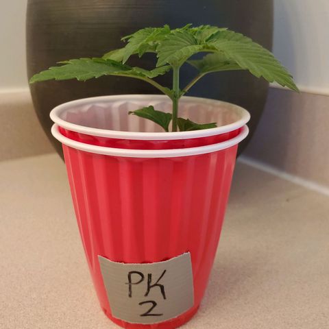 Purple Kush #2 growlog timeline photo