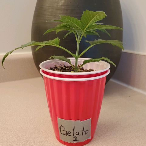 Gelato #1  growlog timeline photo