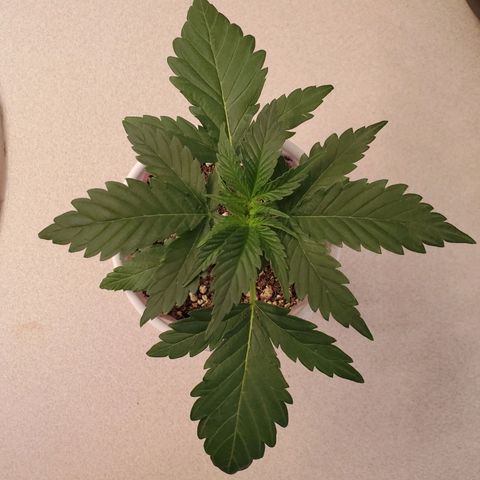 Gelato #1  growlog timeline photo