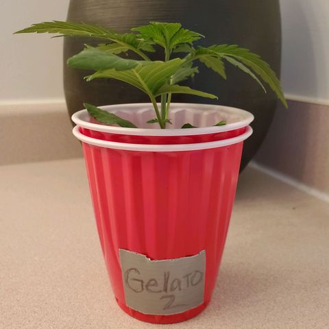 Gelato #2 growlog timeline photo