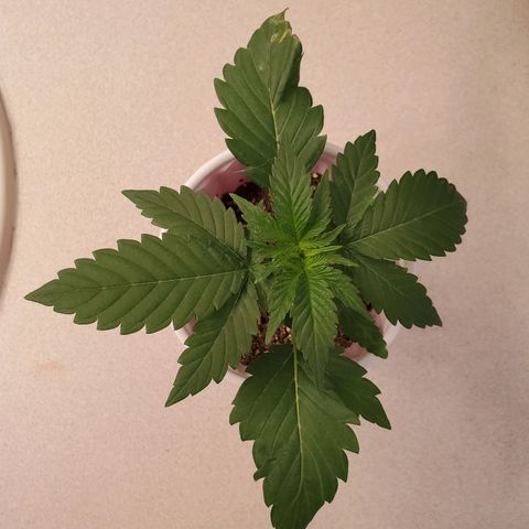 Gelato #2 growlog timeline photo