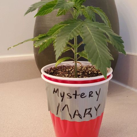 Mystery Mary  growlog timeline photo