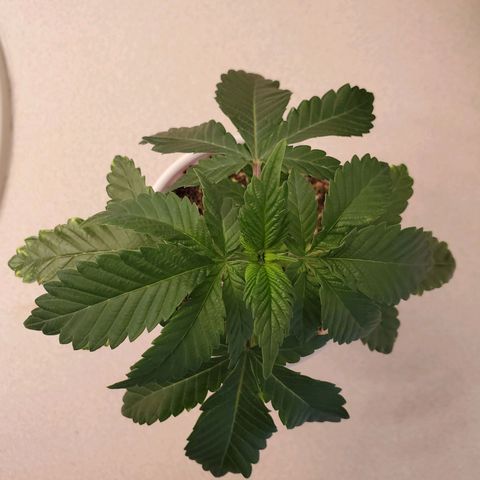 Mystery Mary  growlog timeline photo