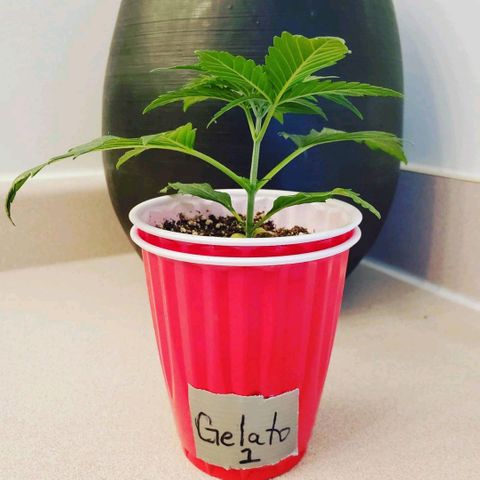 Gelato #1  growlog timeline photo