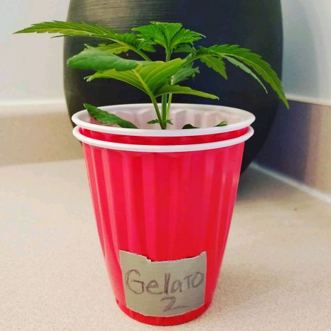 Gelato #2 growlog timeline photo