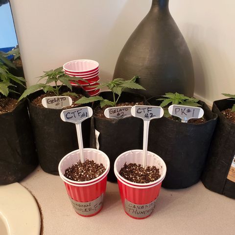 Gelato #1  growlog photo: Transplanted to 1 gallon Pots