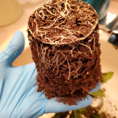 Gelato #1  growlog photo: Transplanted to 1 gallon Pots
